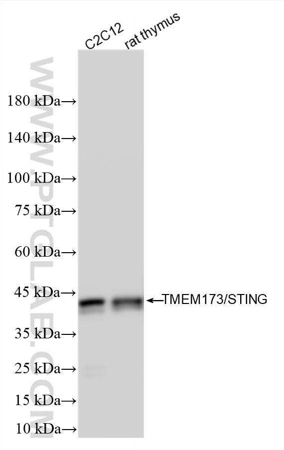 WB analysis using 80165-1-RR