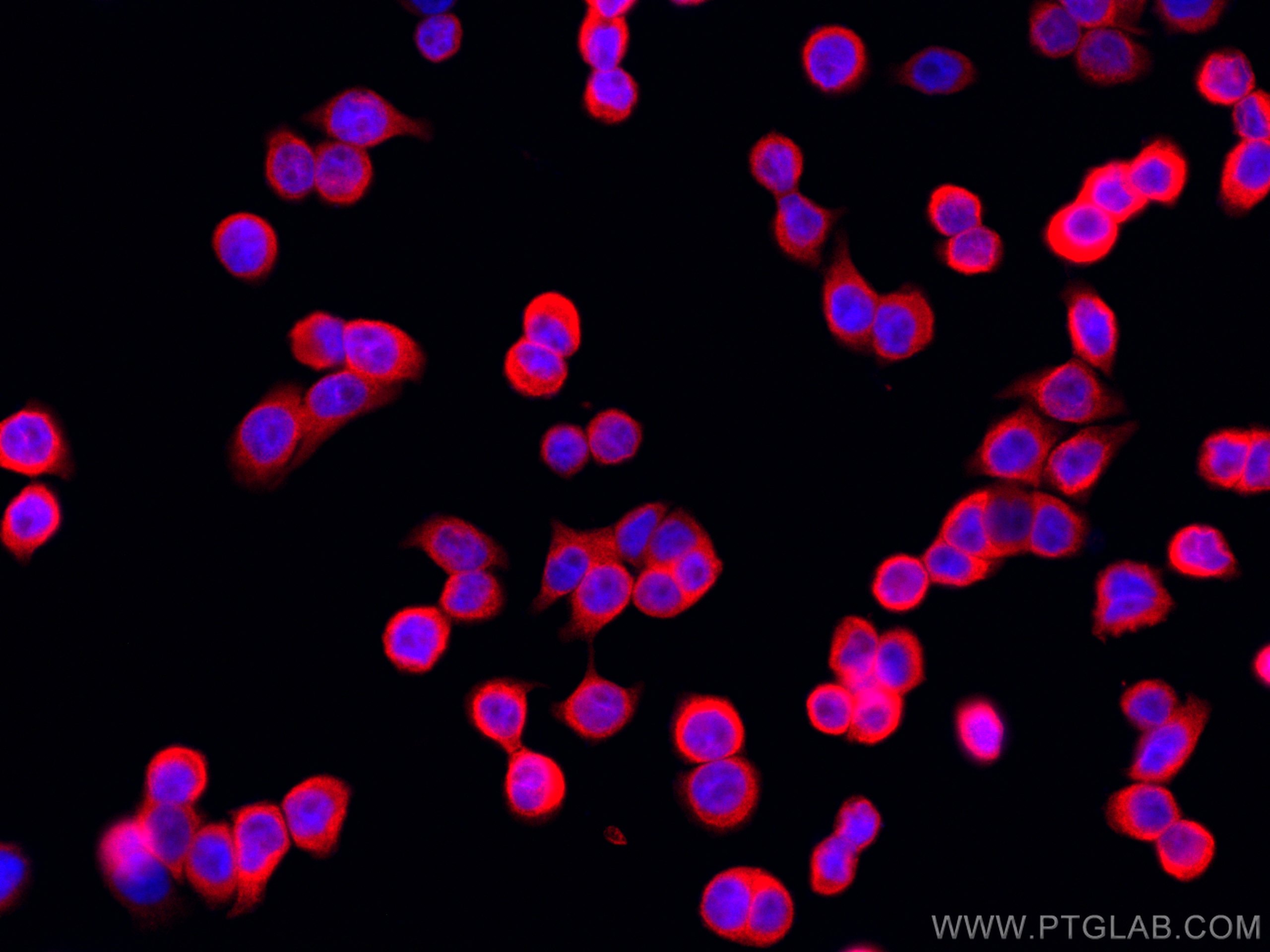 IF Staining of HT-29 using CL594-19851