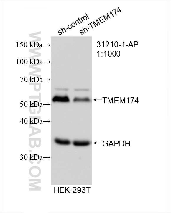 WB analysis of HEK-293T using 31210-1-AP