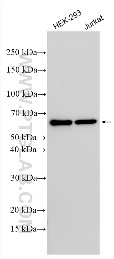 WB analysis using 31210-1-AP