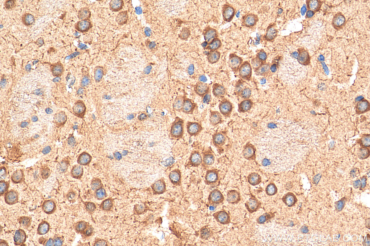 IHC staining of mouse brain using 19925-1-AP
