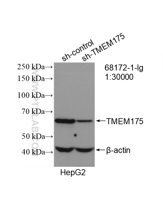 WB analysis of HepG2 using 68172-1-Ig