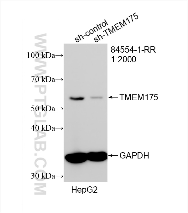WB analysis of HepG2 using 84554-1-RR (same clone as 84554-1-PBS)