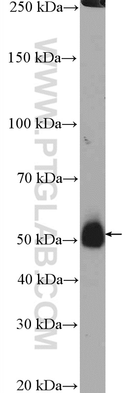 HepG2 cells were subjected to SDS PAGE followed by western blot with 21355-1-AP (TMEM195 antibody) at dilution of 1:600 incubated at room temperature for 1.5 hours. WB analysis of HepG2 using 21355-1-AP