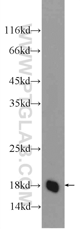 WB analysis of NIH/3T3 using 25489-1-AP