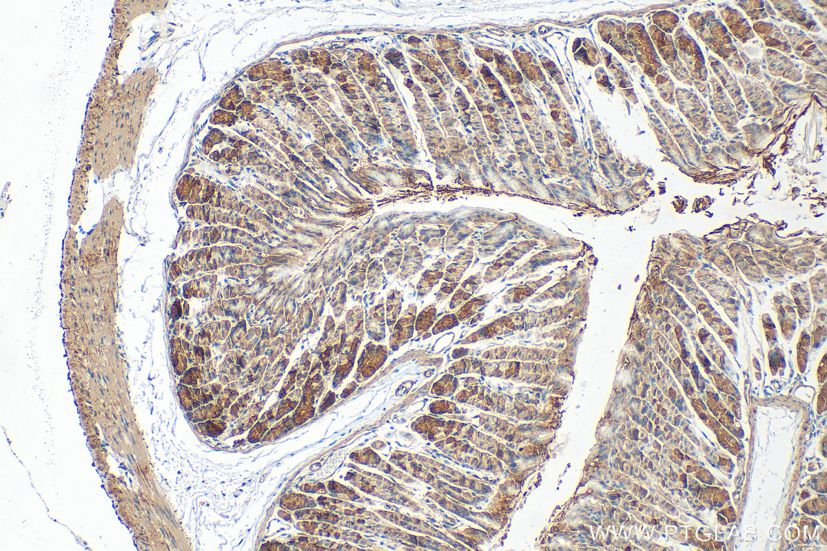 IHC staining of mouse stomach using 31728-1-AP IHC staining of mouse stomach using 31728-1-AP