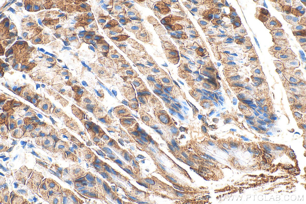 IHC staining of mouse stomach using 31728-1-AP IHC staining of mouse stomach using 31728-1-AP