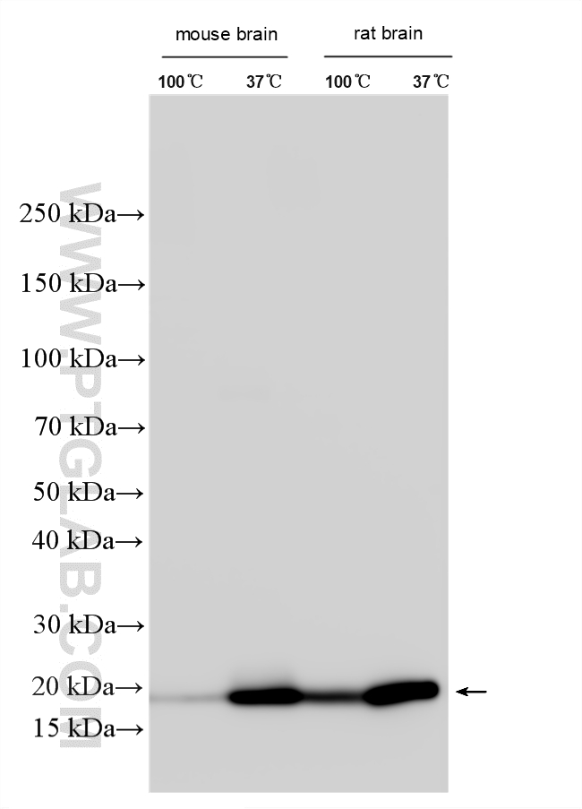 WB analysis using 31728-1-AP WB analysis using 31728-1-AP
