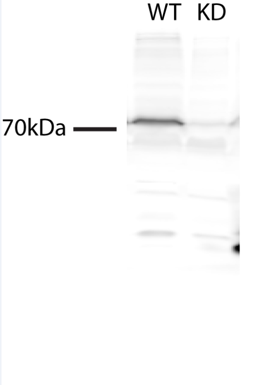 WB analysis of C2C12 using 20125-1-AP