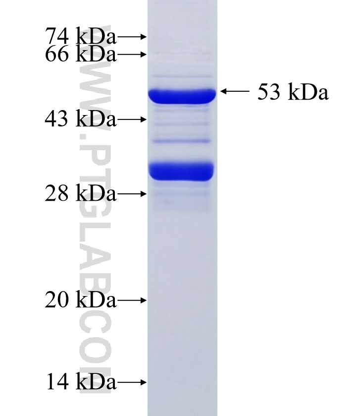 TMEM215 fusion protein Ag36672 SDS-PAGE