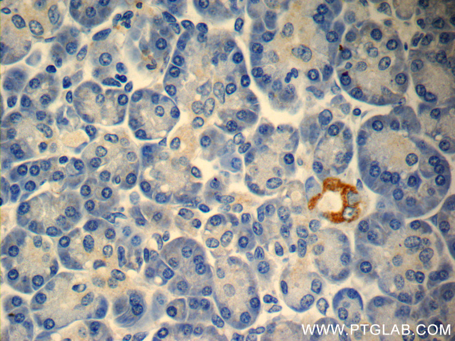 IHC staining of human pancreas using 23731-1-AP