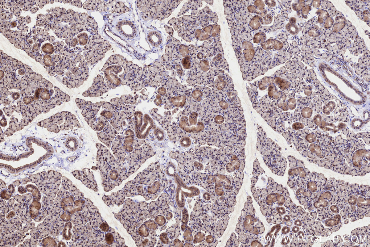IHC staining of rat salivary gland using 31525-1-AP