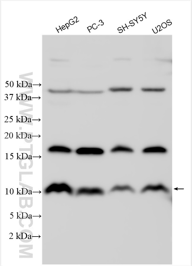 WB analysis using 31525-1-AP