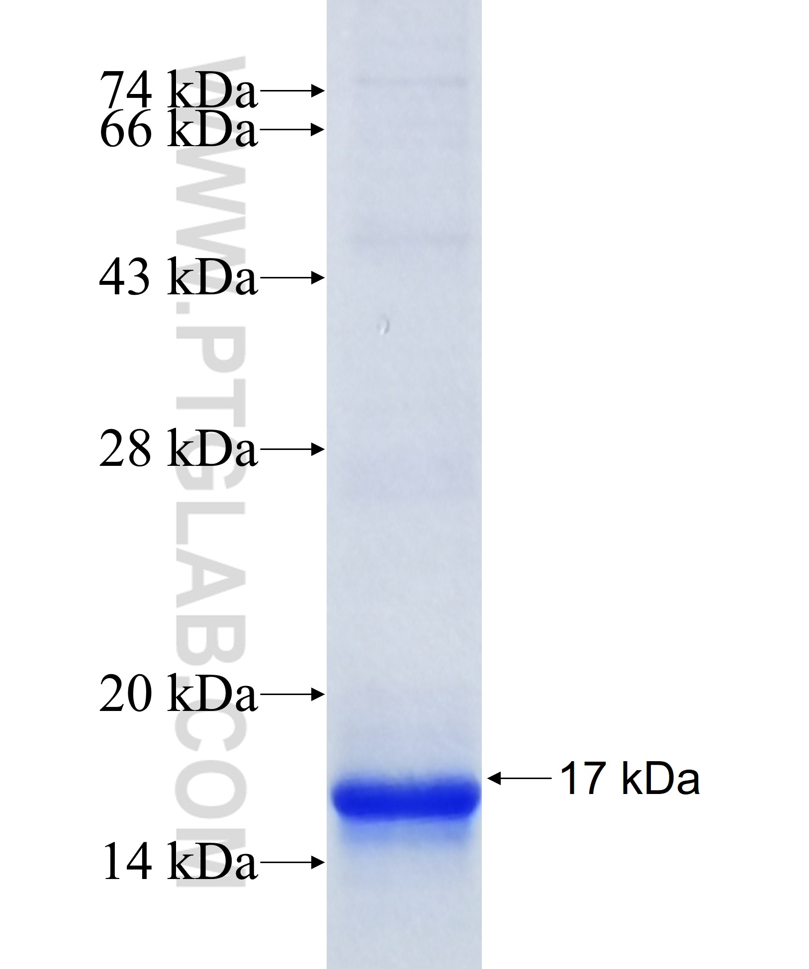 TMEM258 fusion protein Ag36001 SDS-PAGE