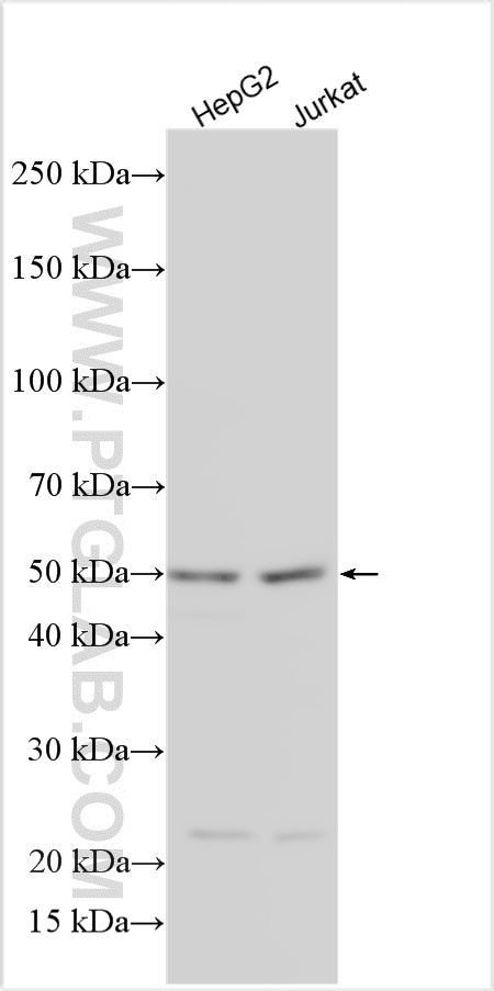 WB analysis using 27267-1-AP