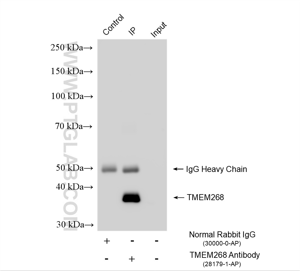 IP experiment of T-47D using 28179-1-AP