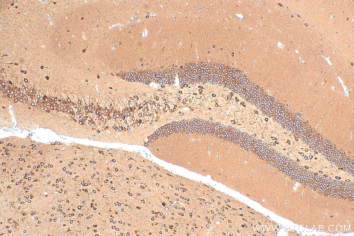 IHC staining of mouse brain using 24786-1-AP
