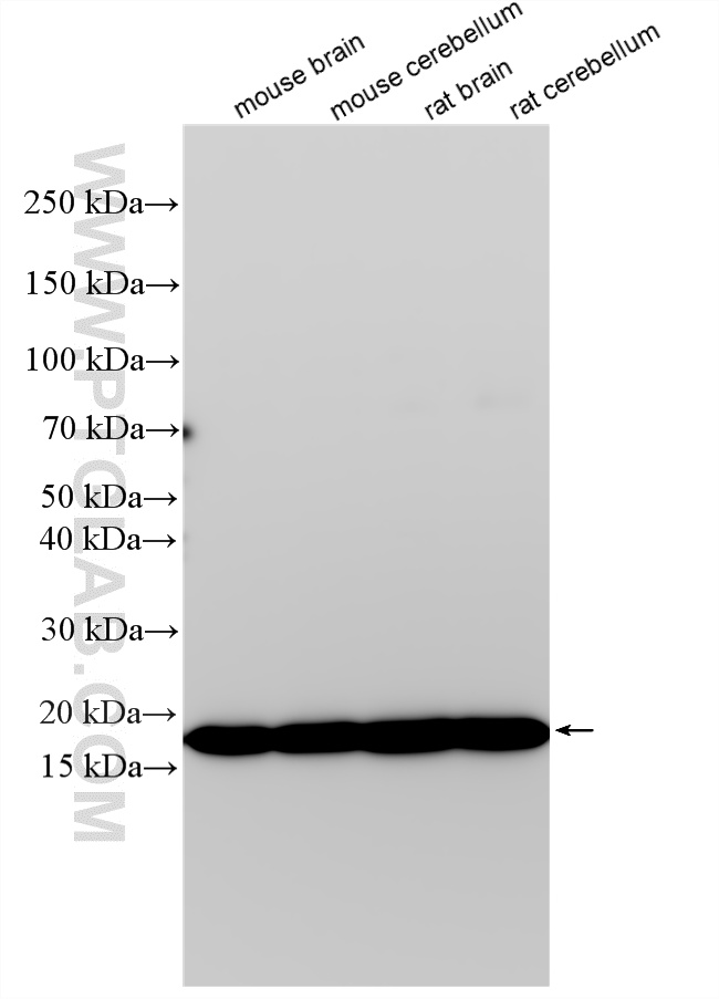Various lysates were subjected to SDS PAGE followed by western blot with 24786-1-AP (TMEM35 antibody) at dilution of 1:8000 incubated at room temperature for 1.5 hours. WB analysis using 24786-1-AP