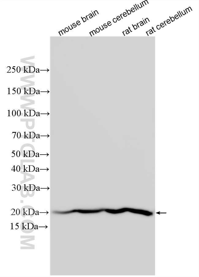 WB analysis using 24786-1-AP