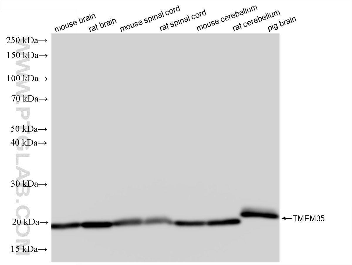 WB analysis using 86724-1-RR