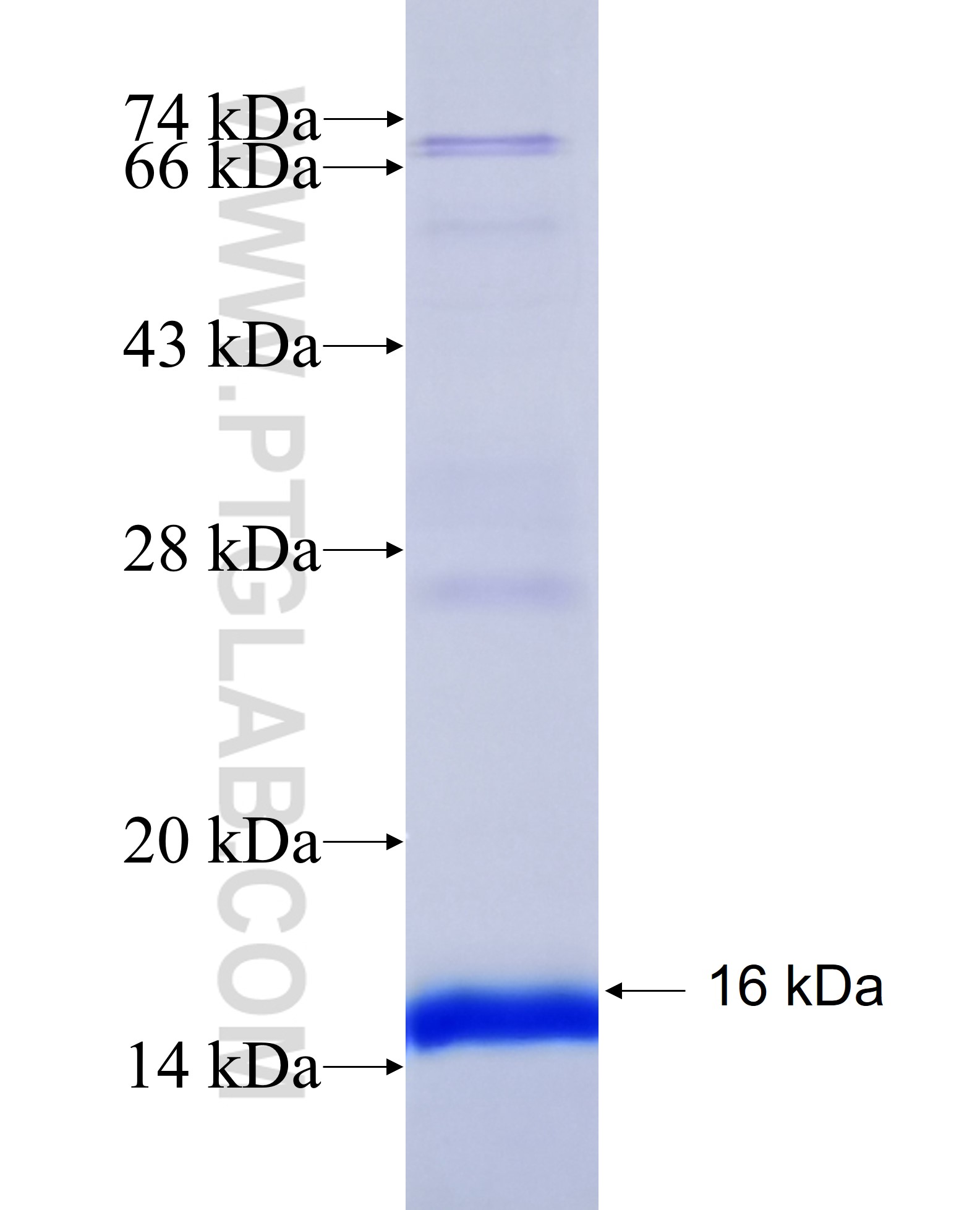 TMEM39A fusion protein Ag16955 SDS-PAGE