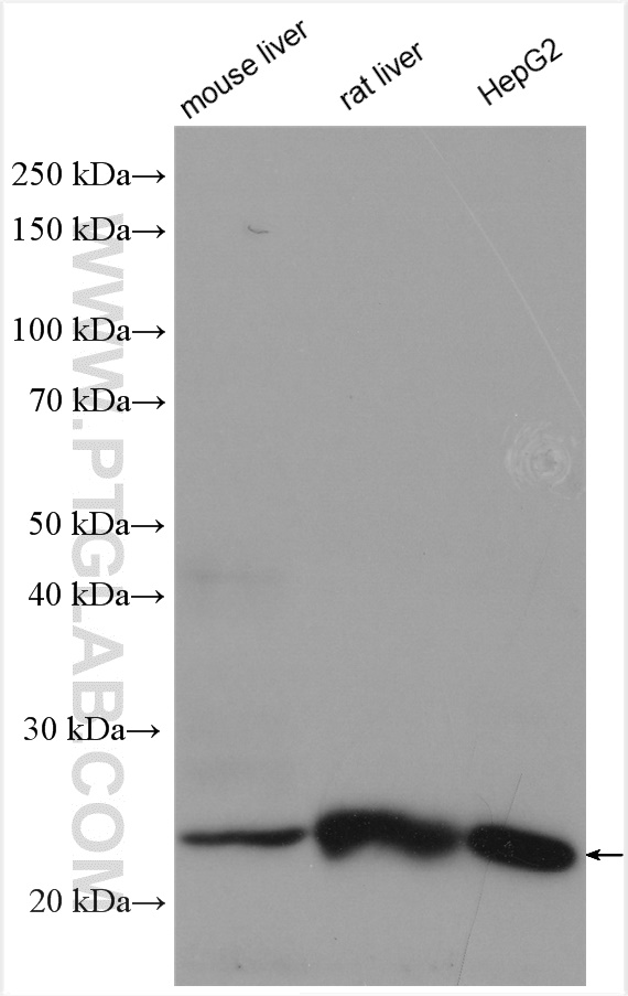 WB analysis using 20768-1-AP