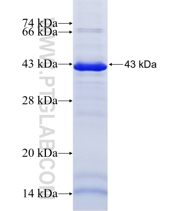 TMEM48 fusion protein Ag41521 SDS-PAGE