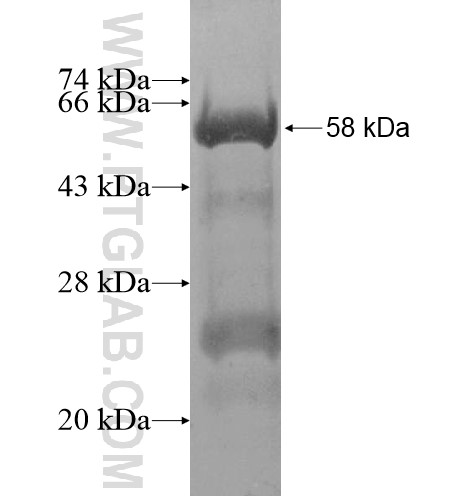 TMEM51 fusion protein Ag14326 SDS-PAGE