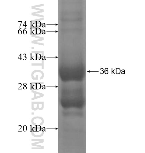 TMEM63A fusion protein Ag15362 SDS-PAGE