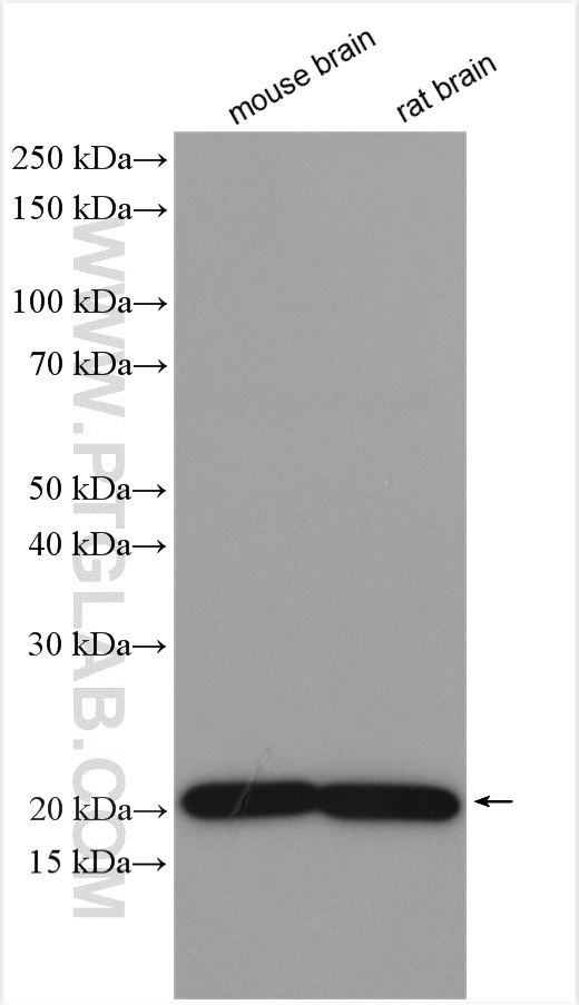 WB analysis using 21913-1-AP