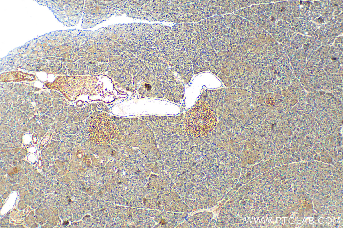 IHC staining of mouse pancreas using 29599-1-AP