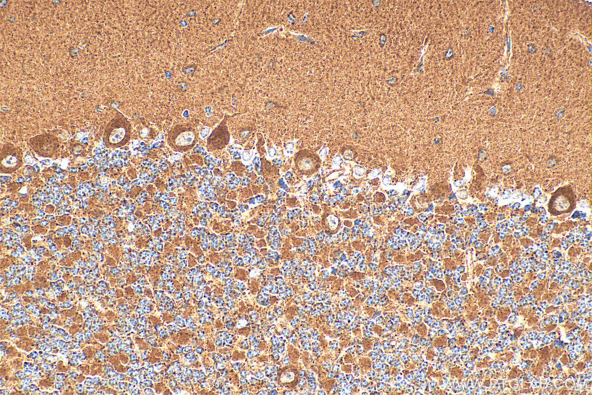 IHC staining of mouse cerebellum using 29599-1-AP