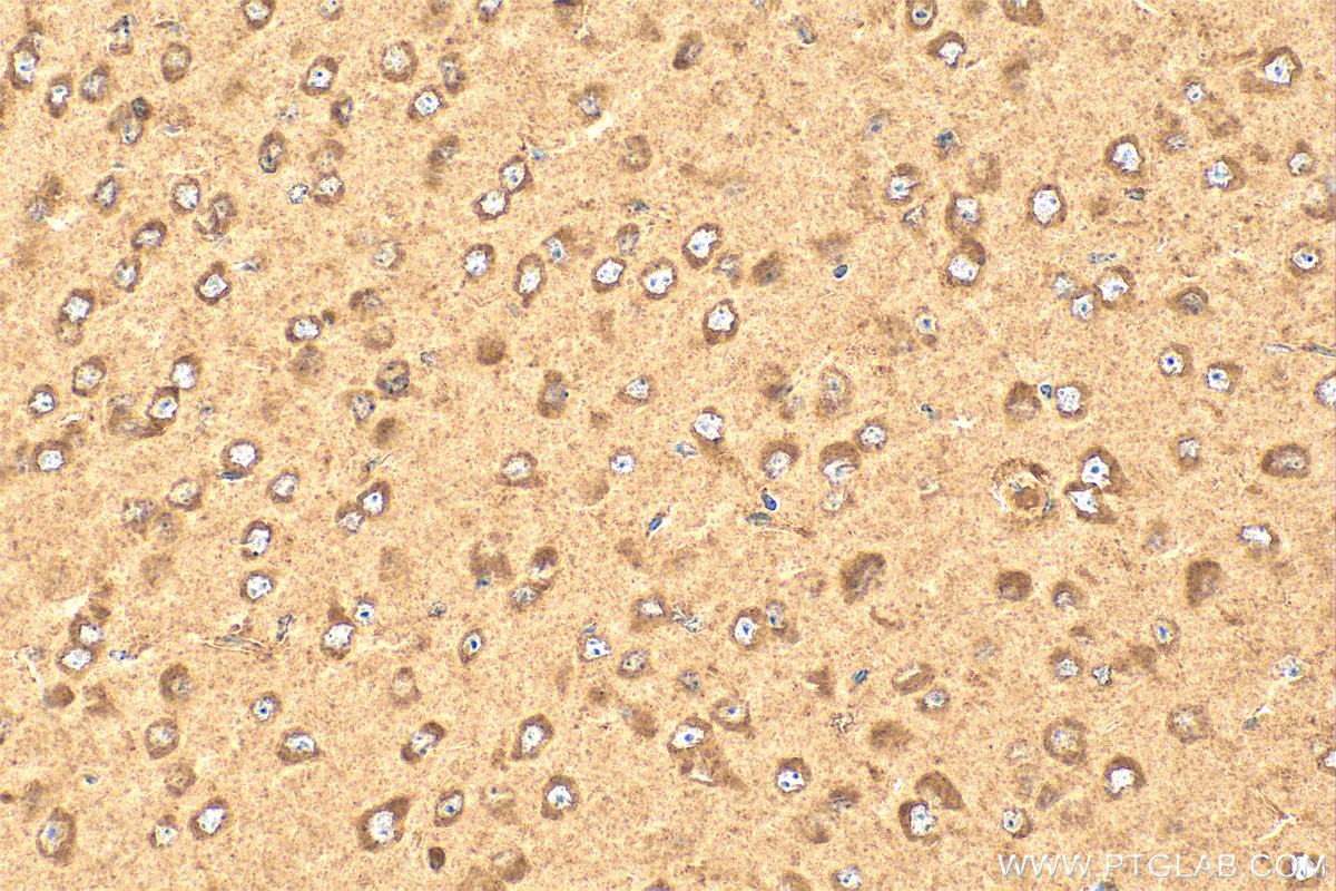 IHC staining of mouse brain using 25506-1-AP