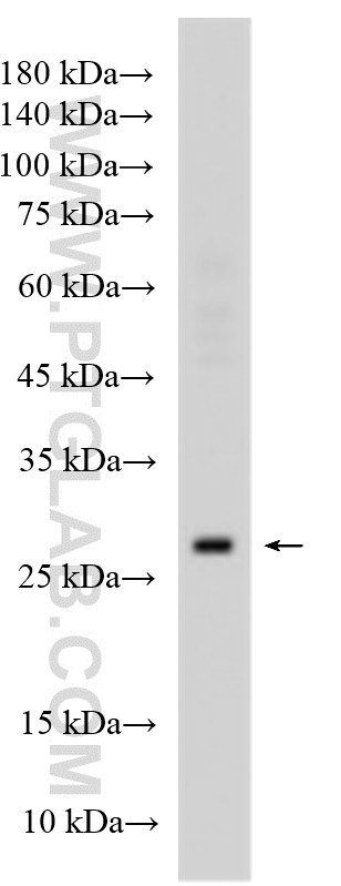 WB analysis using 23182-1-AP