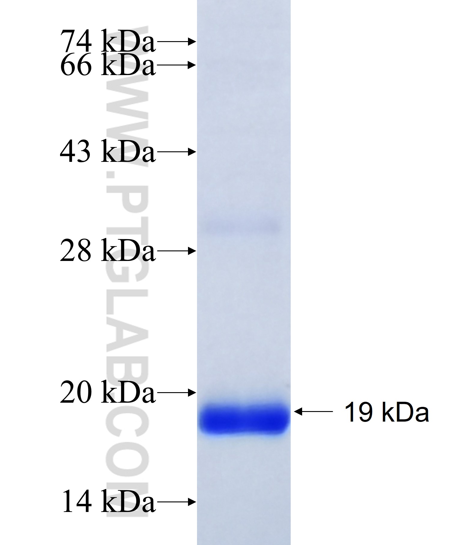 TMEM93 fusion protein Ag41566 SDS-PAGE