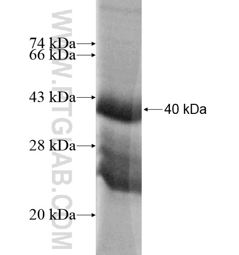 TMEM95 fusion protein Ag15725 SDS-PAGE TMEM95 fusion protein Ag15725 SDS-PAGE
