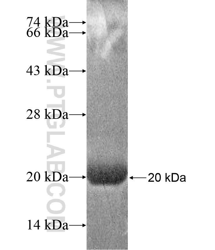 TMEM95 fusion protein Ag17201 SDS-PAGE TMEM95 fusion protein Ag17201 SDS-PAGE