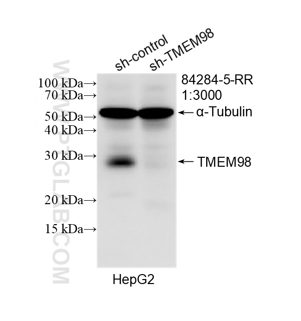 WB analysis of HepG2 using 84284-5-RR