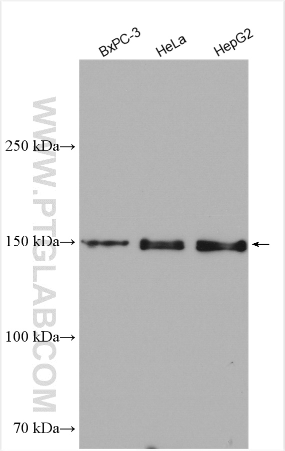 WB analysis using 19728-1-AP