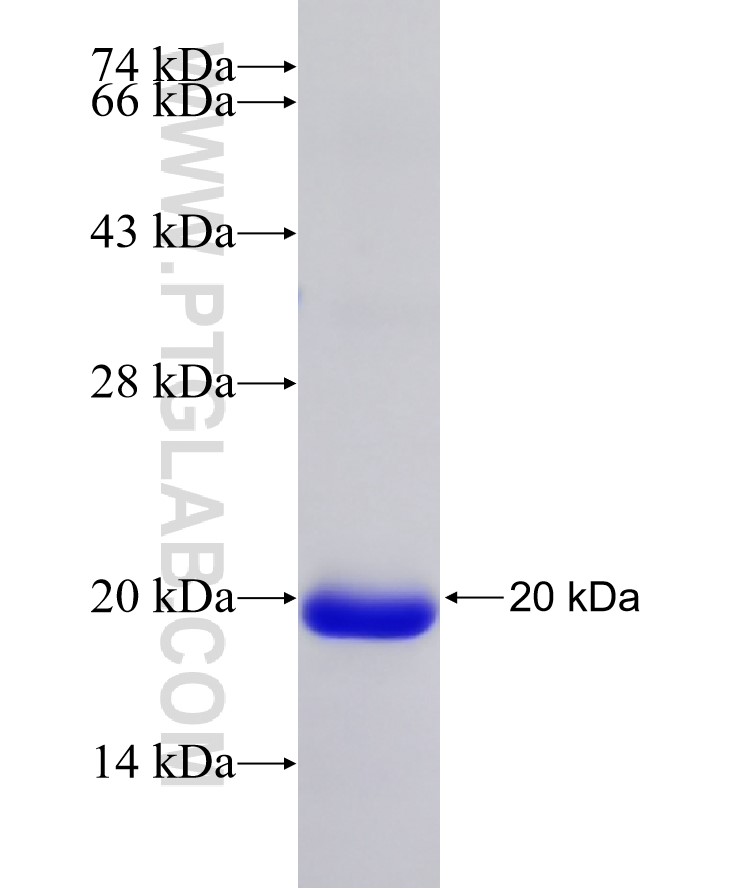 TMIE fusion protein Ag22068 SDS-PAGE