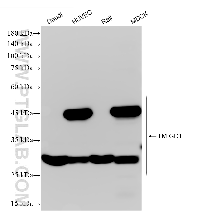 WB analysis using 84130-6-RR (same clone as 84130-6-PBS) WB analysis using 84130-6-RR (same clone as 84130-6-PBS)