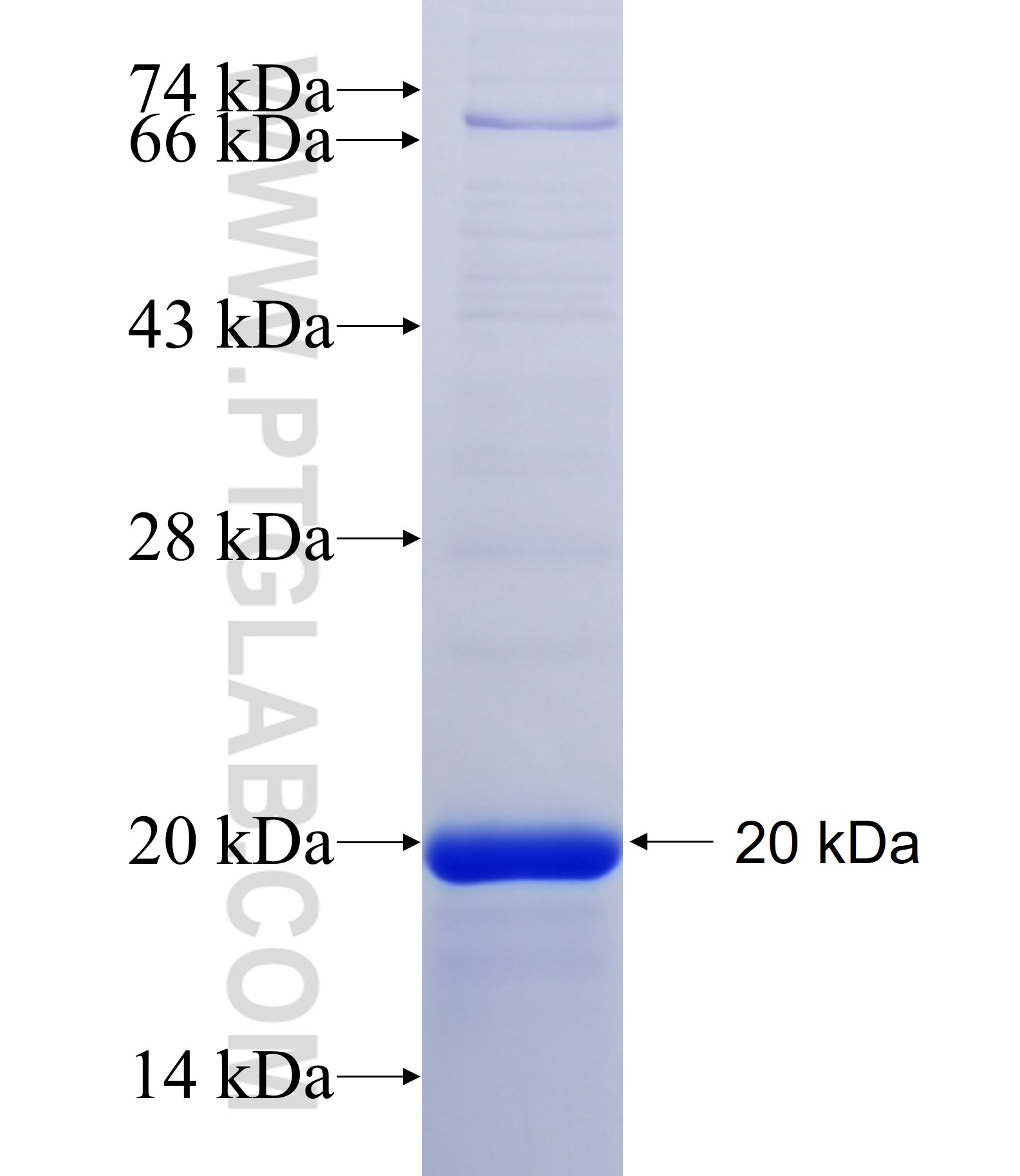 TMIGD1 fusion protein Ag25706 SDS-PAGE