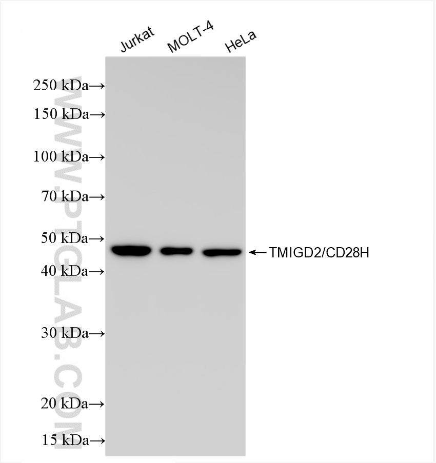 WB analysis using 84727-5-RR (same clone as 84727-5-PBS)