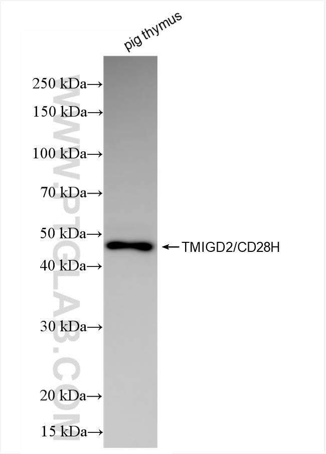 WB analysis of pig thymus using 84727-5-RR (same clone as 84727-5-PBS)