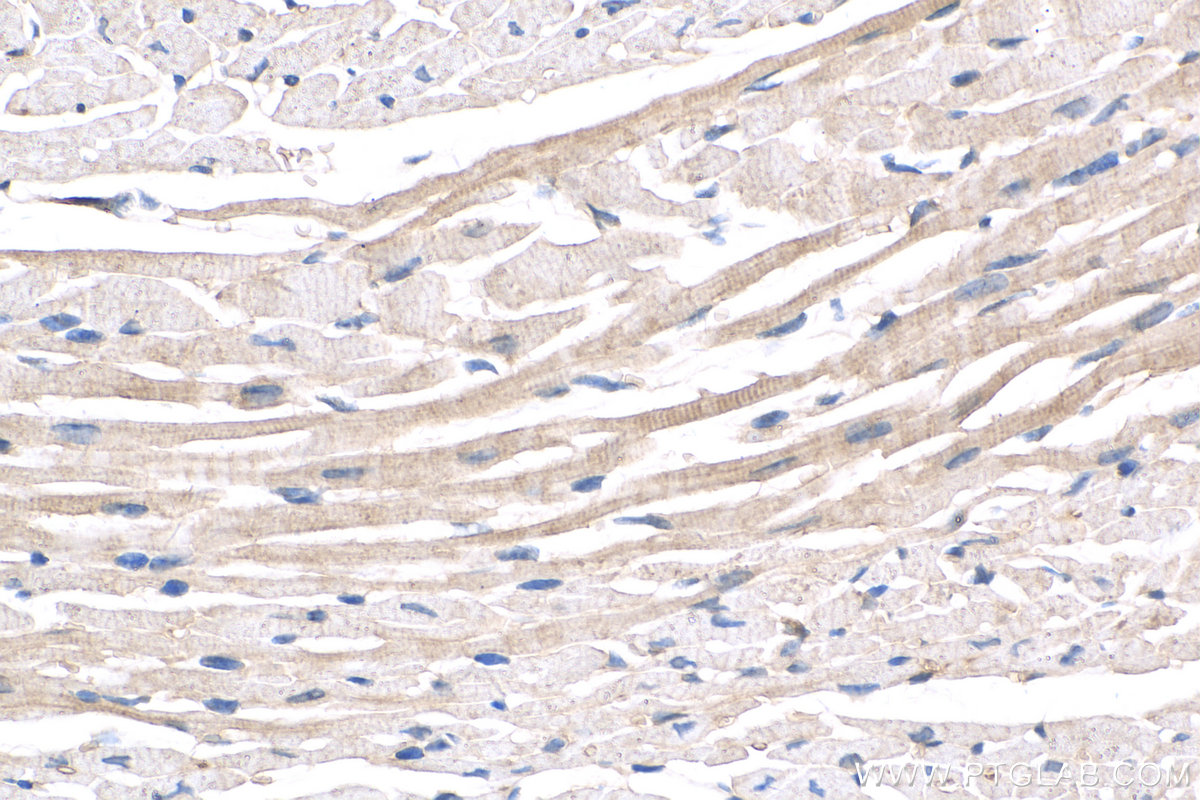 IHC staining of mouse heart using 10145-1-AP