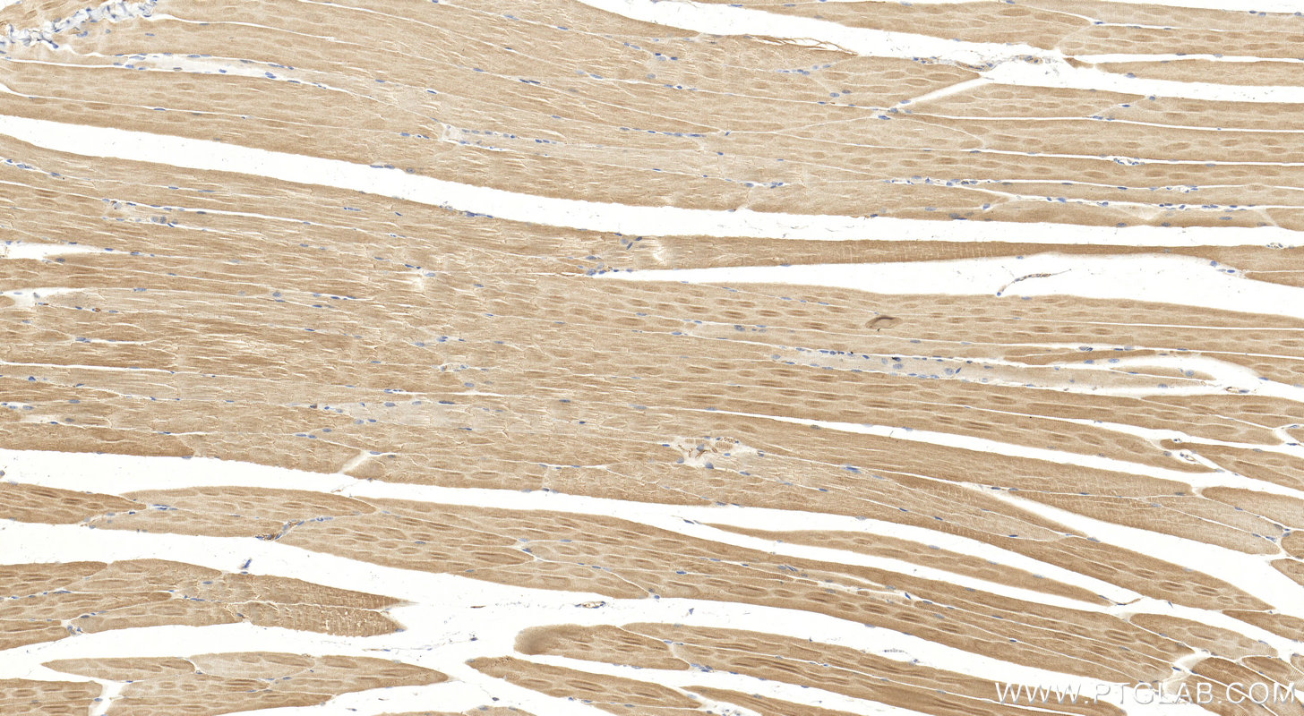 IHC staining of mouse skeletal muscle using 11753-1-AP