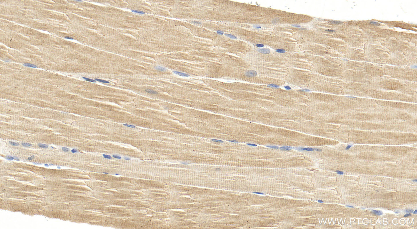 IHC staining of mouse skeletal muscle using 11753-1-AP