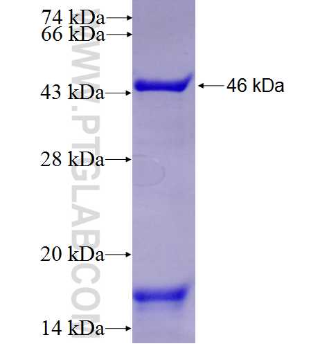 TMPO fusion protein Ag6415 SDS-PAGE