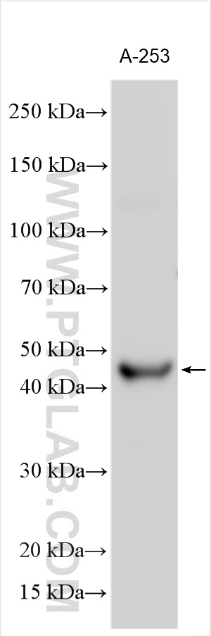 WB analysis using 24634-1-AP