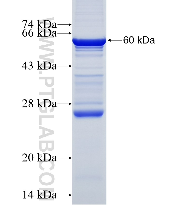 TMPRSS11D fusion protein Ag17841 SDS-PAGE